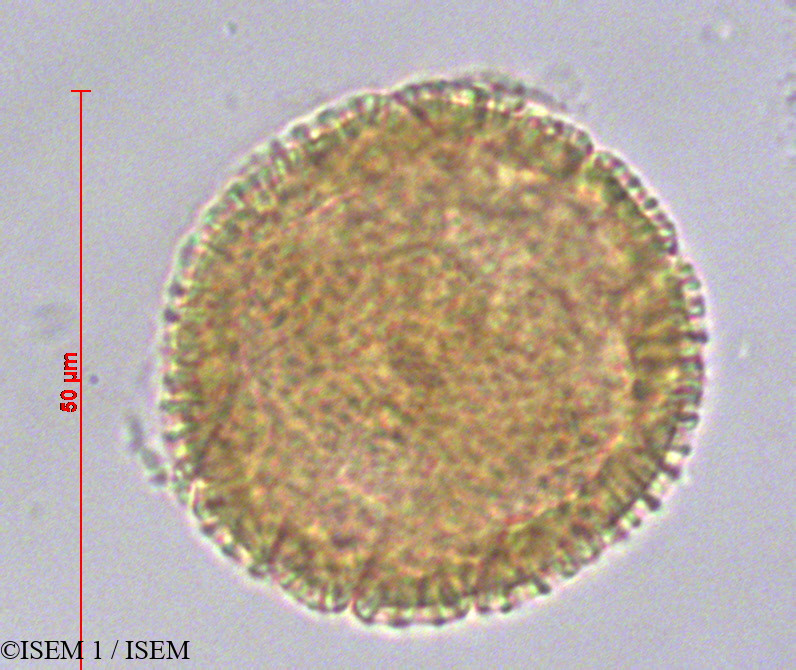 ISEM 1/Passiflora_punctata_22385/Passiflora_punctata_22385_0002(copy).jpg